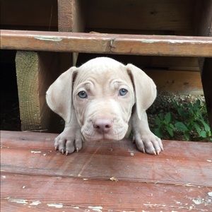 Meet your Posher, Tammy